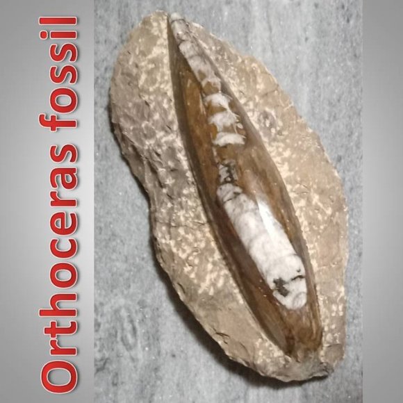 Other - ORTHOCERAS FOSSIL rock stone  CHAKRA  HEALING   01